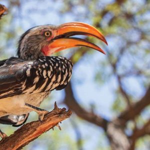 Hornbills in India